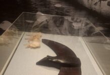 Bodegas Pomar celebra el arte y la identidad venezolana en la exposición “Memoria de la selva”